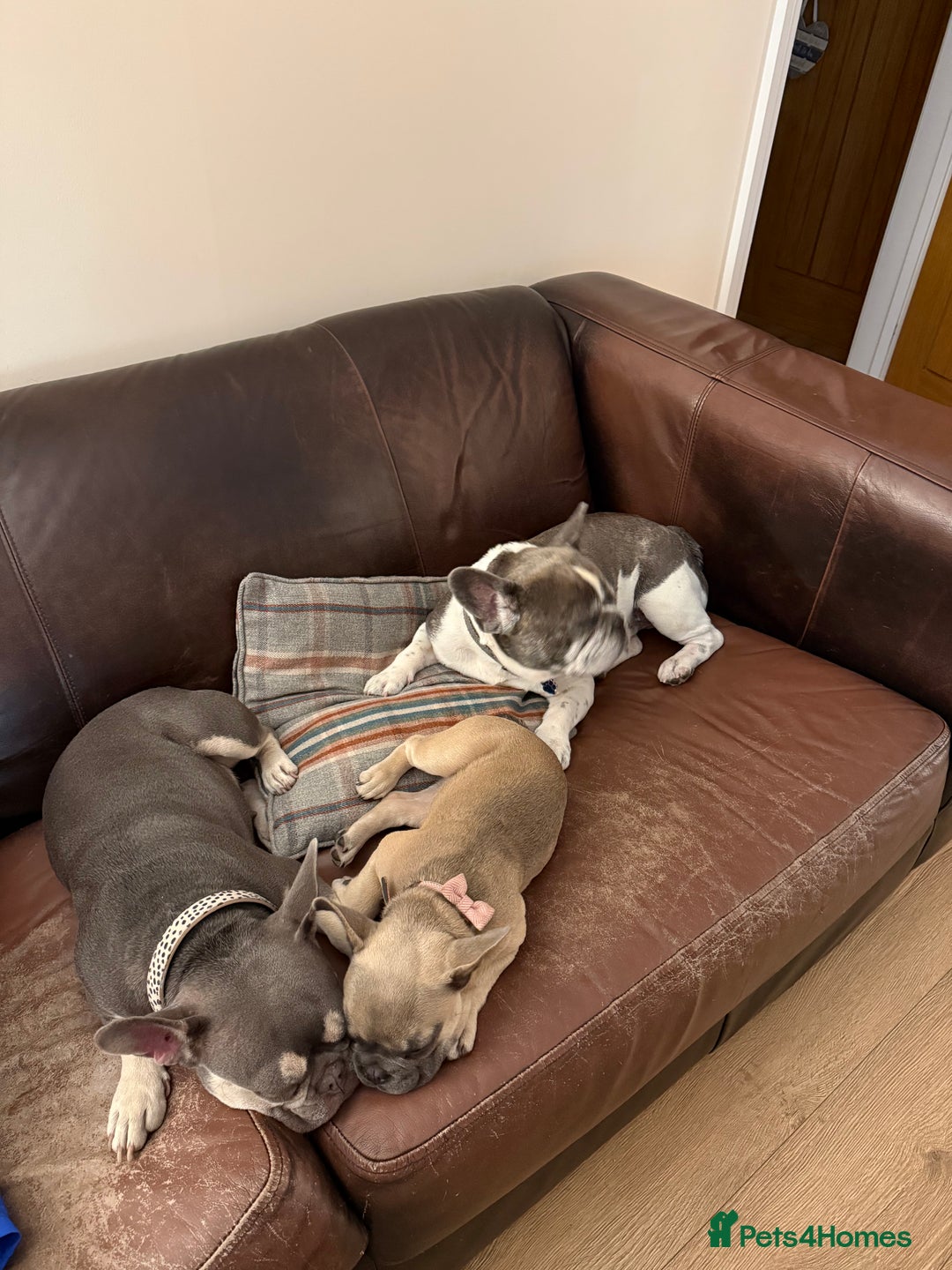French Bulldog dogs for sale: One adorable female 🩷 French Bulldog Puppy  - Image 25