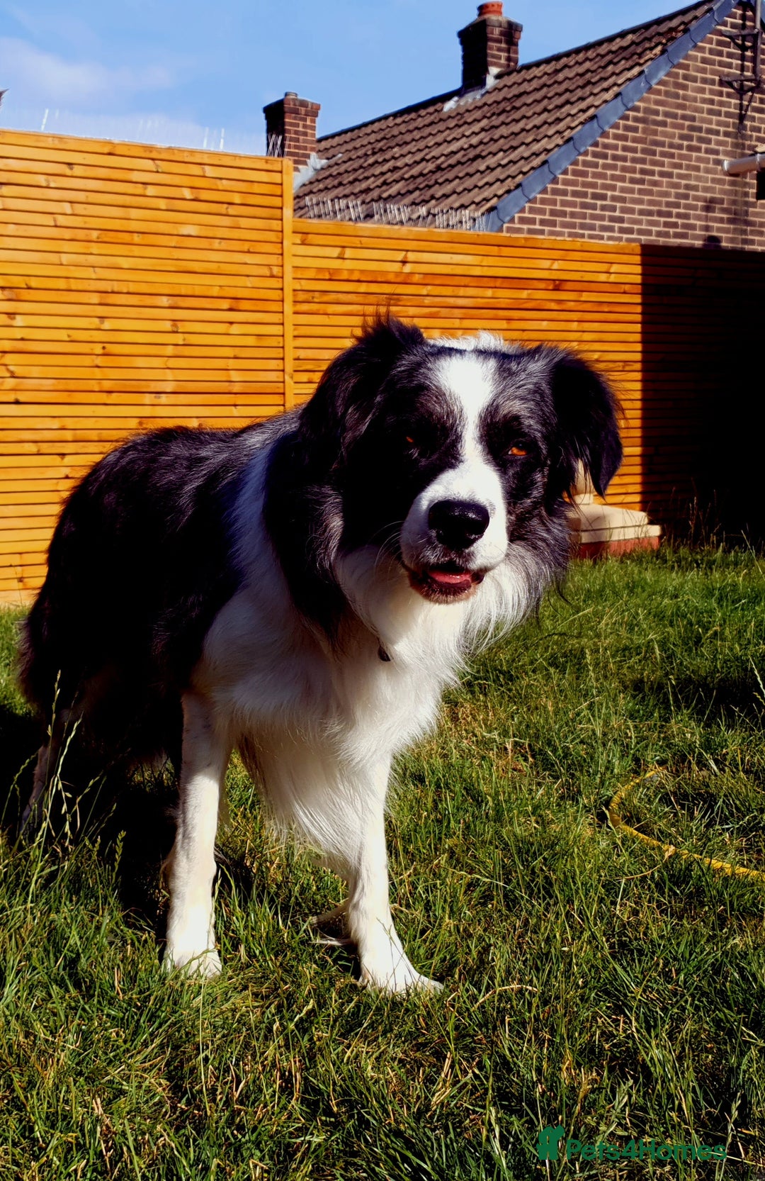 Border Collie dogs for stud: *proven* health tested working merle border collie in Leeds - Image 8