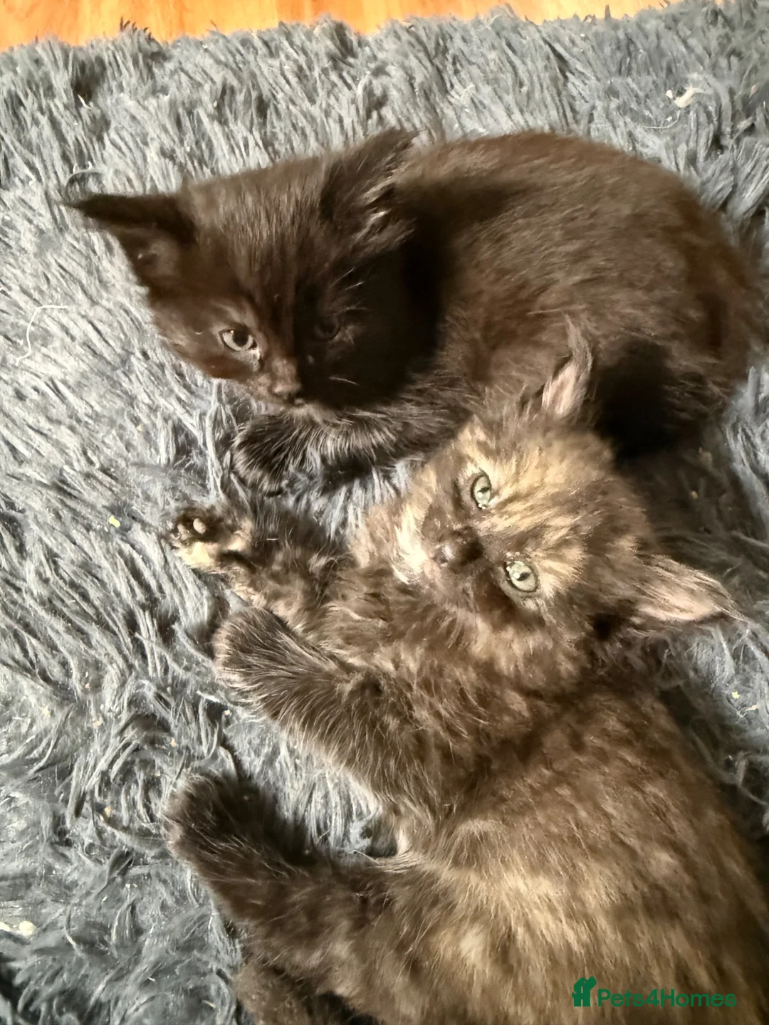Mixed Breed cats for sale: Beautiful Part Main Coon Kittens  - Advert 2