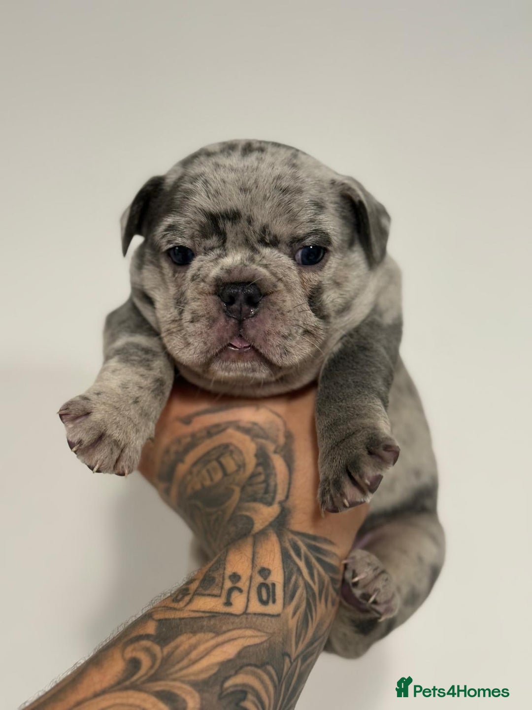 French Bulldog dogs for sale: Adorable French Bulldog Puppies for Sale 🐾 - Advert 12