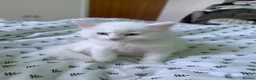 Turkish Angora cats for sale: 3 Beautiful Half Turkish Angora - Advert 12
