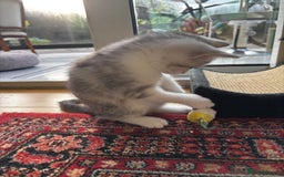 British Shorthair cats for sale: Beautiful British Shorthair/Turkish Angora Kittens - Image 27