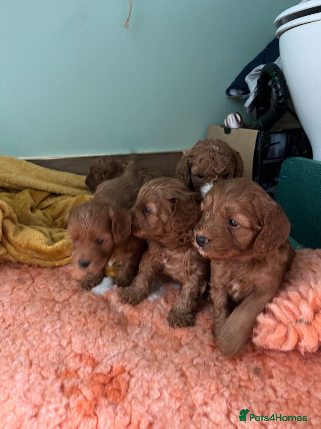 Cavapoo dogs for sale: Beautiful cavapoos - Advert 2