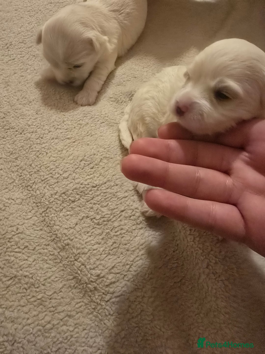 Maltese dogs for sale: 4 maltese girls ready to leave in 2 weeks! - Image 5