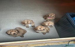 Cavapoo dogs for sale: Cavapoos  - Image 19