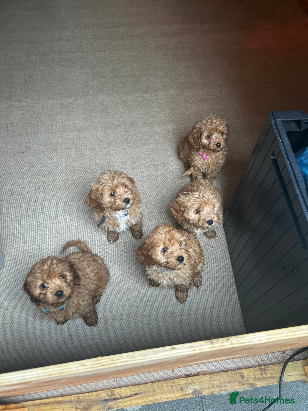 Cavapoo dogs for sale: Cavapoos  - Image 19