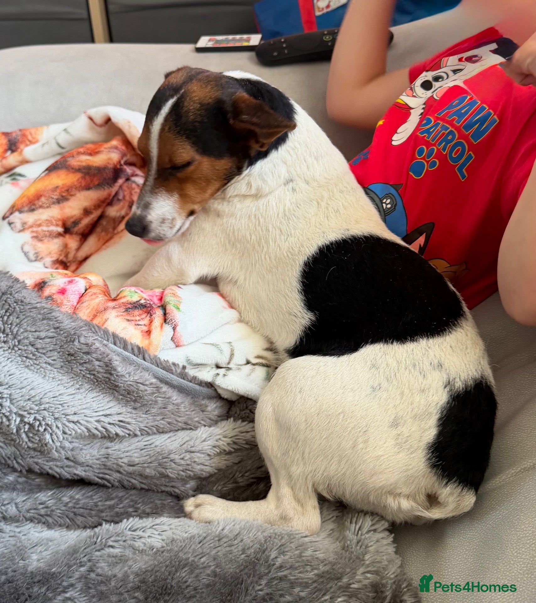 Jack Russell dogs Beautiful miniature jack Russel girl   - Advert 1