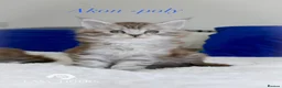 Maine Coon cats for sale: Stunning polydactyl Maine Coons Tica registered  - Advert 10