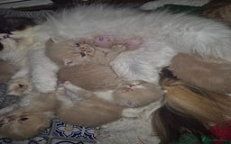 Exotic cats for sale: 🏆Champion sired exotic and Persian kittens 😸 ♥️  - Image 18