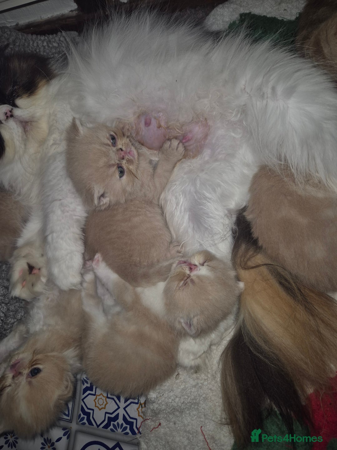 Exotic cats for sale: 🏆Champion sired exotic and Persian kittens 😸 ♥️  - Image 18
