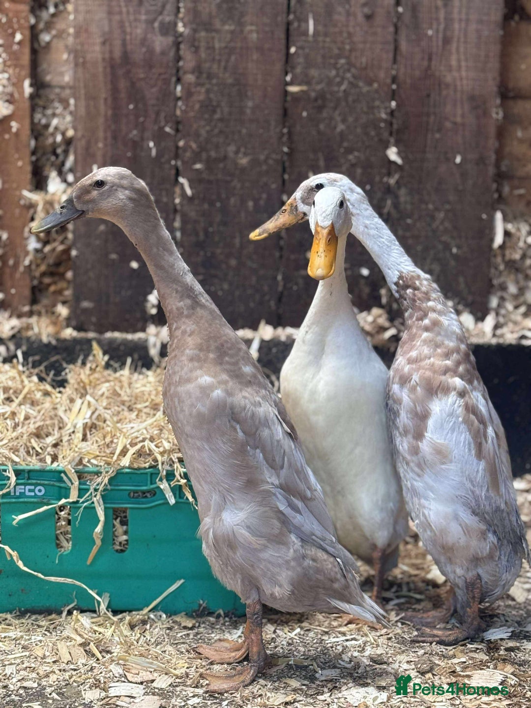 Ducks poultry for sale: Trio of runner ducks - Image 6