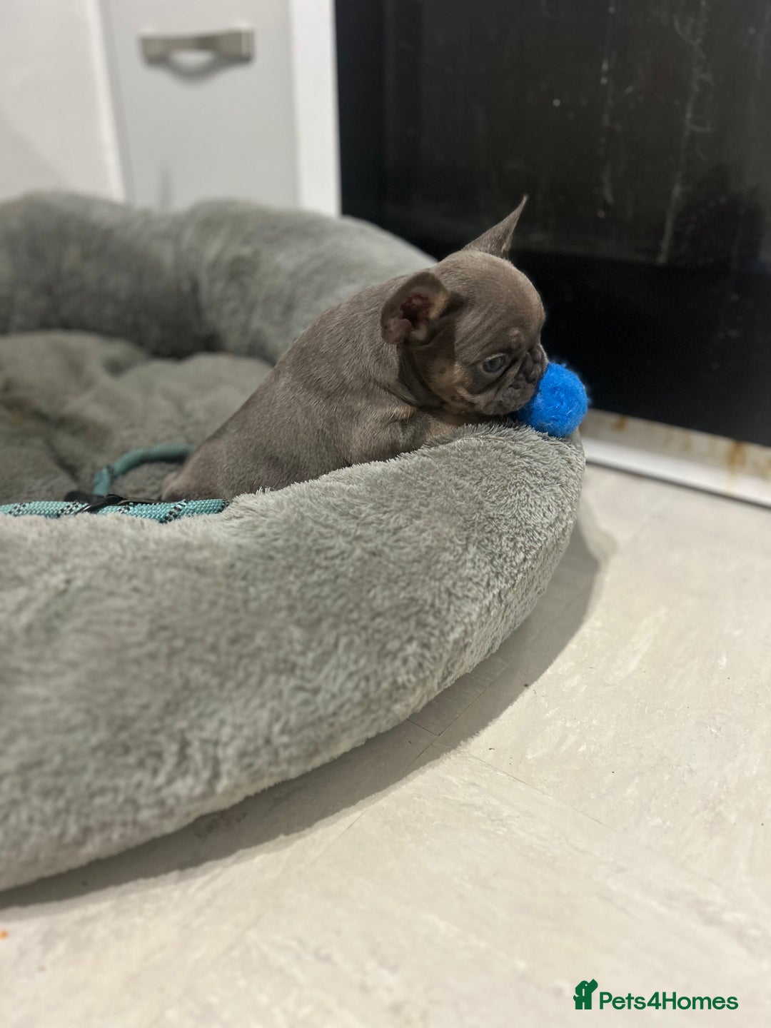 French Bulldog dogs for sale:  8 Gorgeous lap warmers 🐶  - Advert 8
