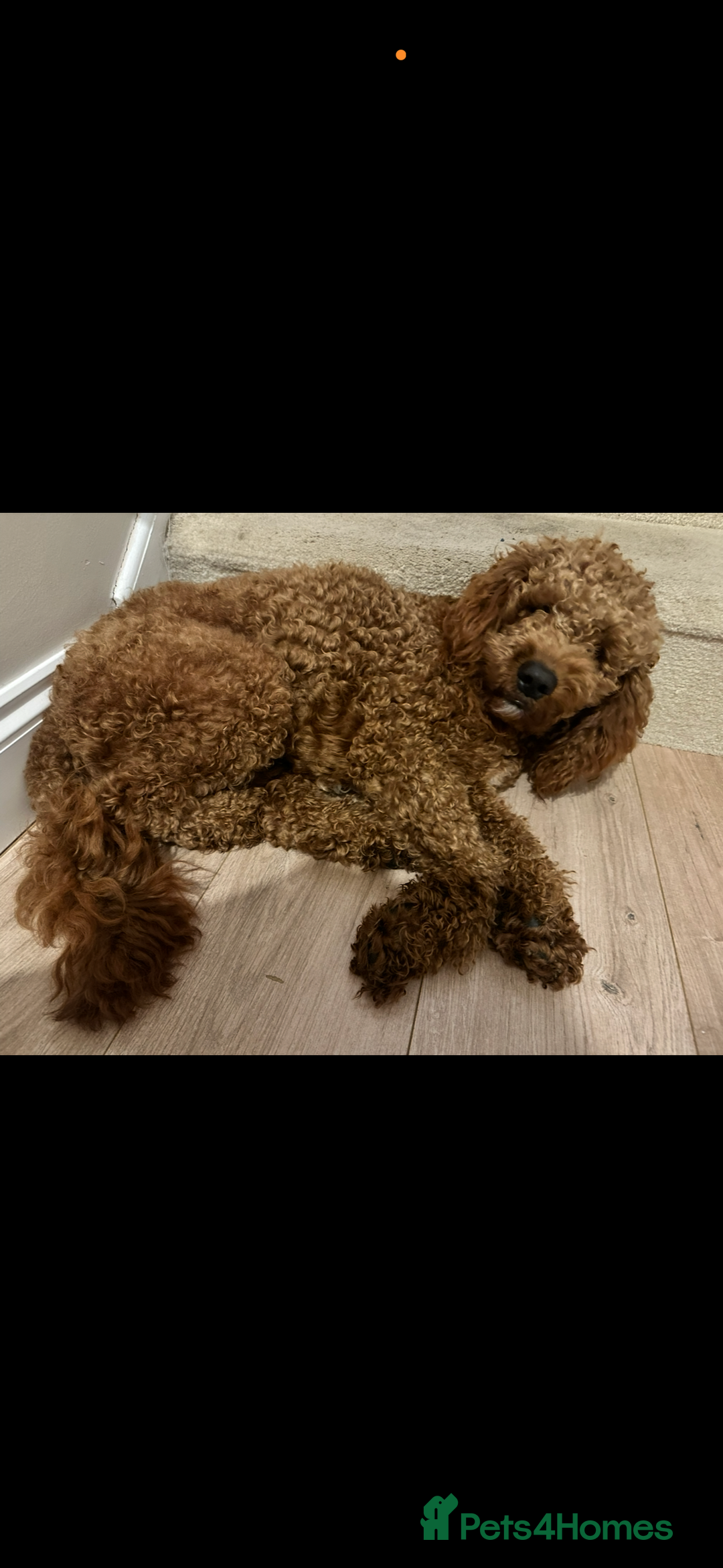 Cavapoo dogs for sale: Beautiful cavapoos - Advert 12