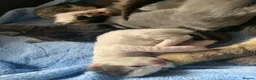 Mixed Breed cats for sale: Home reared Kittens (m/chip, vac & Vet checked) - Advert 8