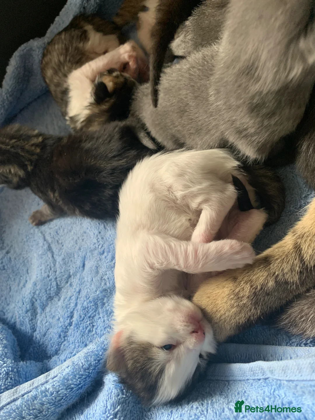 Mixed Breed cats for sale: Home reared Kittens (m/chip, vac & Vet checked) - Advert 8