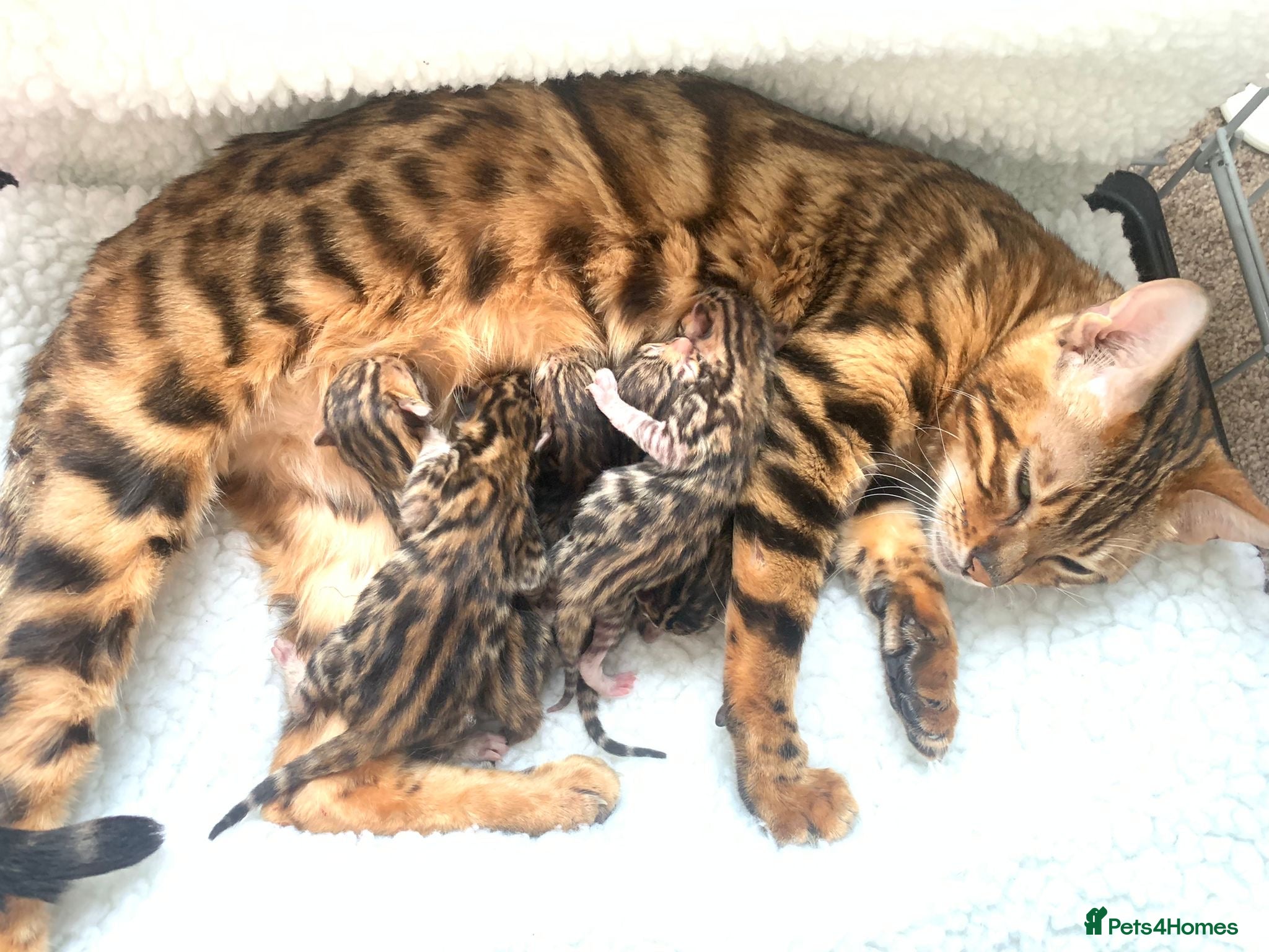 Bengal cats Top quality pure breed Bengal boy available now - Advert 2