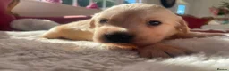 Golden Retriever dogs for sale: Beautiful Golden Retriever Puppies - Advert 6