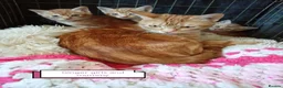 Mixed Breed cats for sale: Ginger kittens 3 girls 3 boys - Advert 10