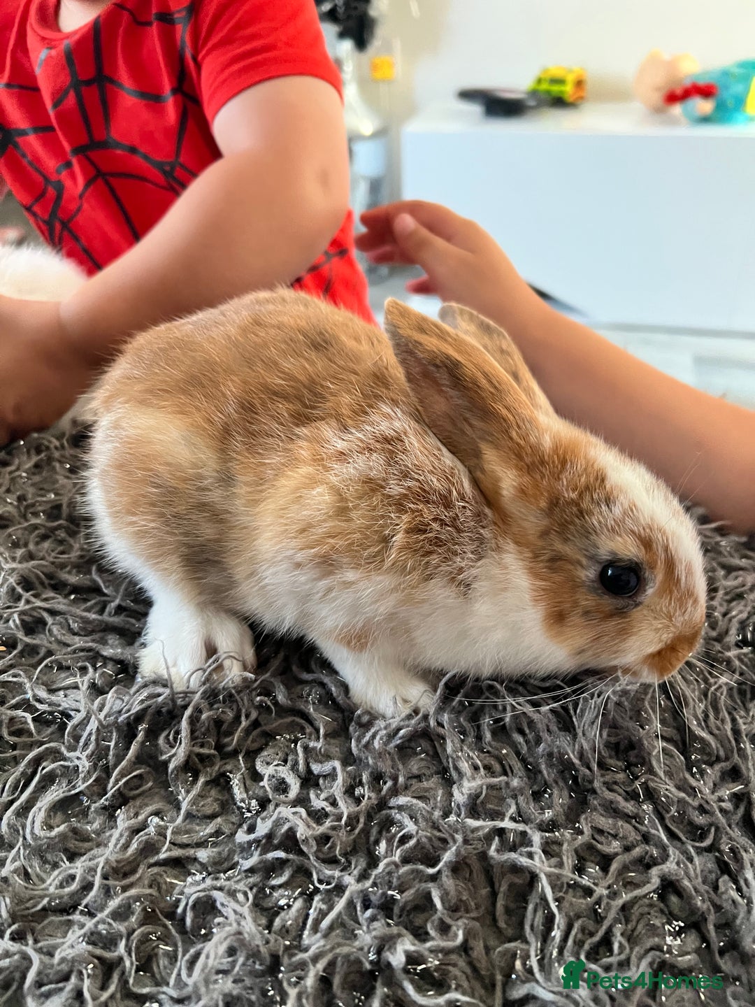 Dwarf Hotot rabbits for sale: Bunnies  in Newark - Image 12