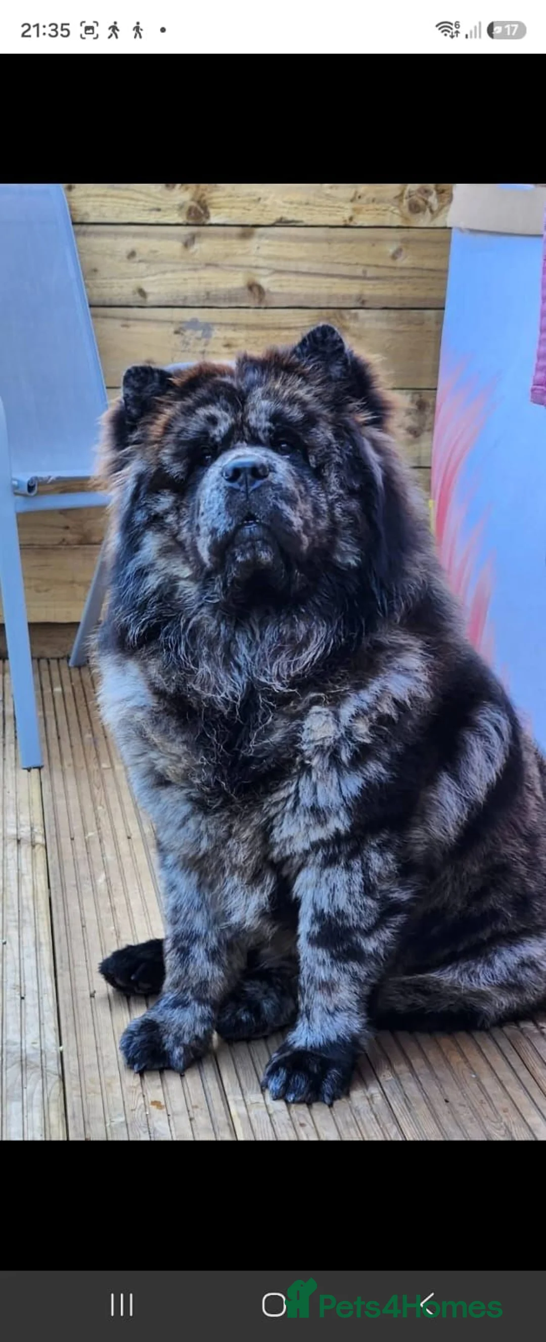 Chow Chow dogs for sale: Stunning chocolate chow  in Chester-le-Street - Advert 16