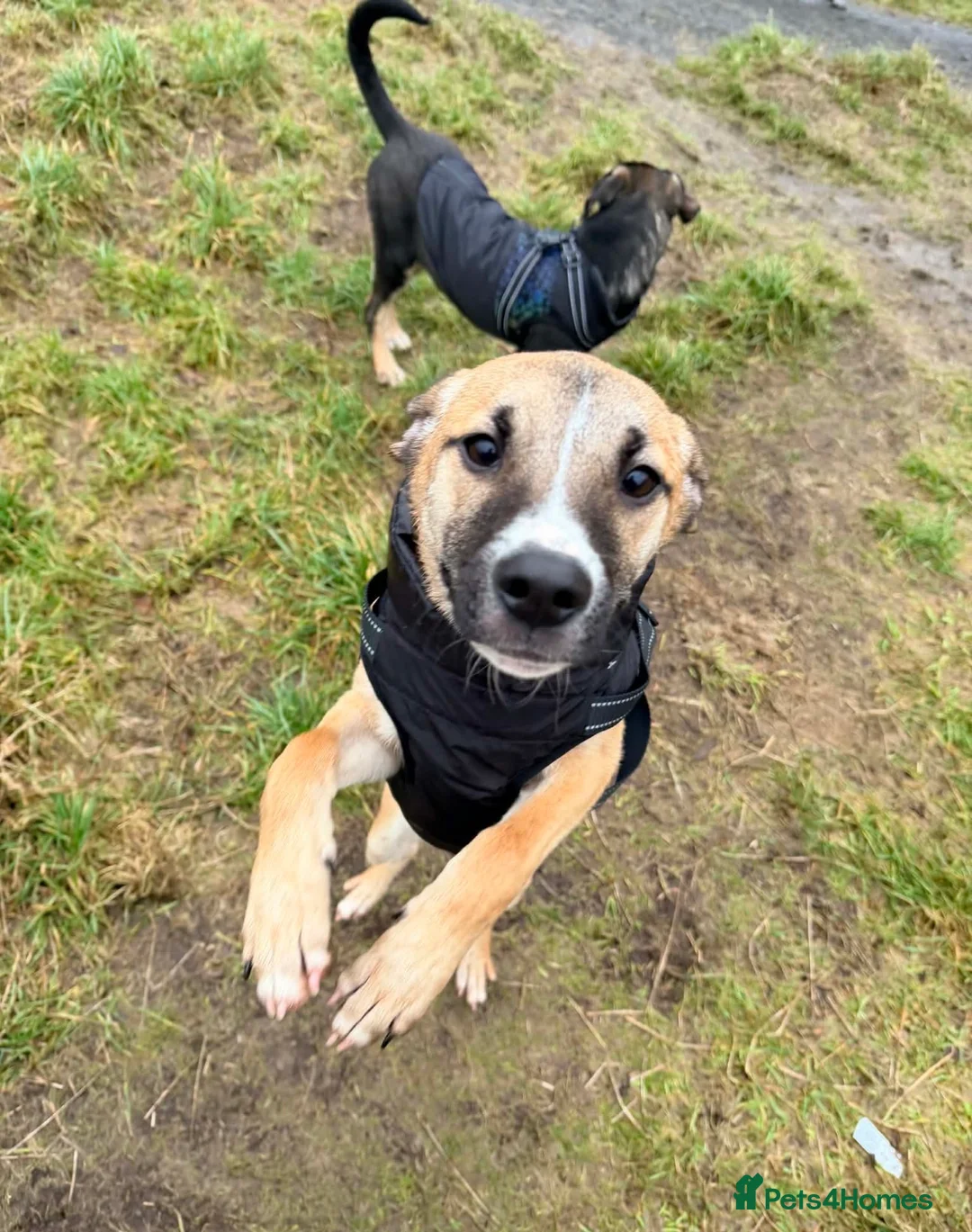 Mixed Breed dogs for adoption: 💕Hector💕 - Advert 1