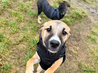 Mixed Breed dogs 💕Hector💕 - Advert 1