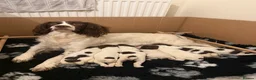 English Springer Spaniel dogs for sale: K.C registered ESS puppies, girls available  - Advert 1