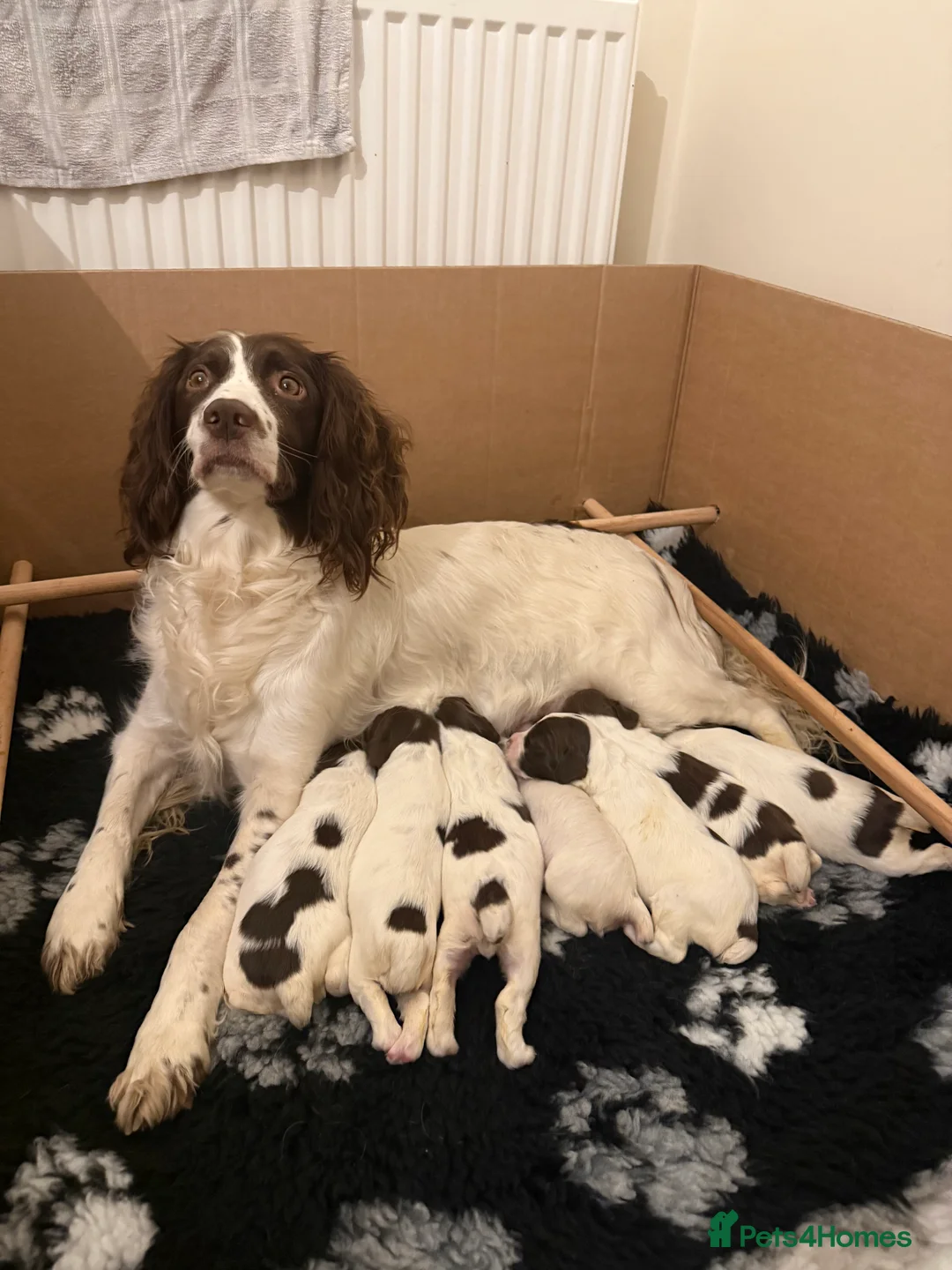 English Springer Spaniel dogs for sale: K.C registered ESS puppies, girls available  - Advert 1