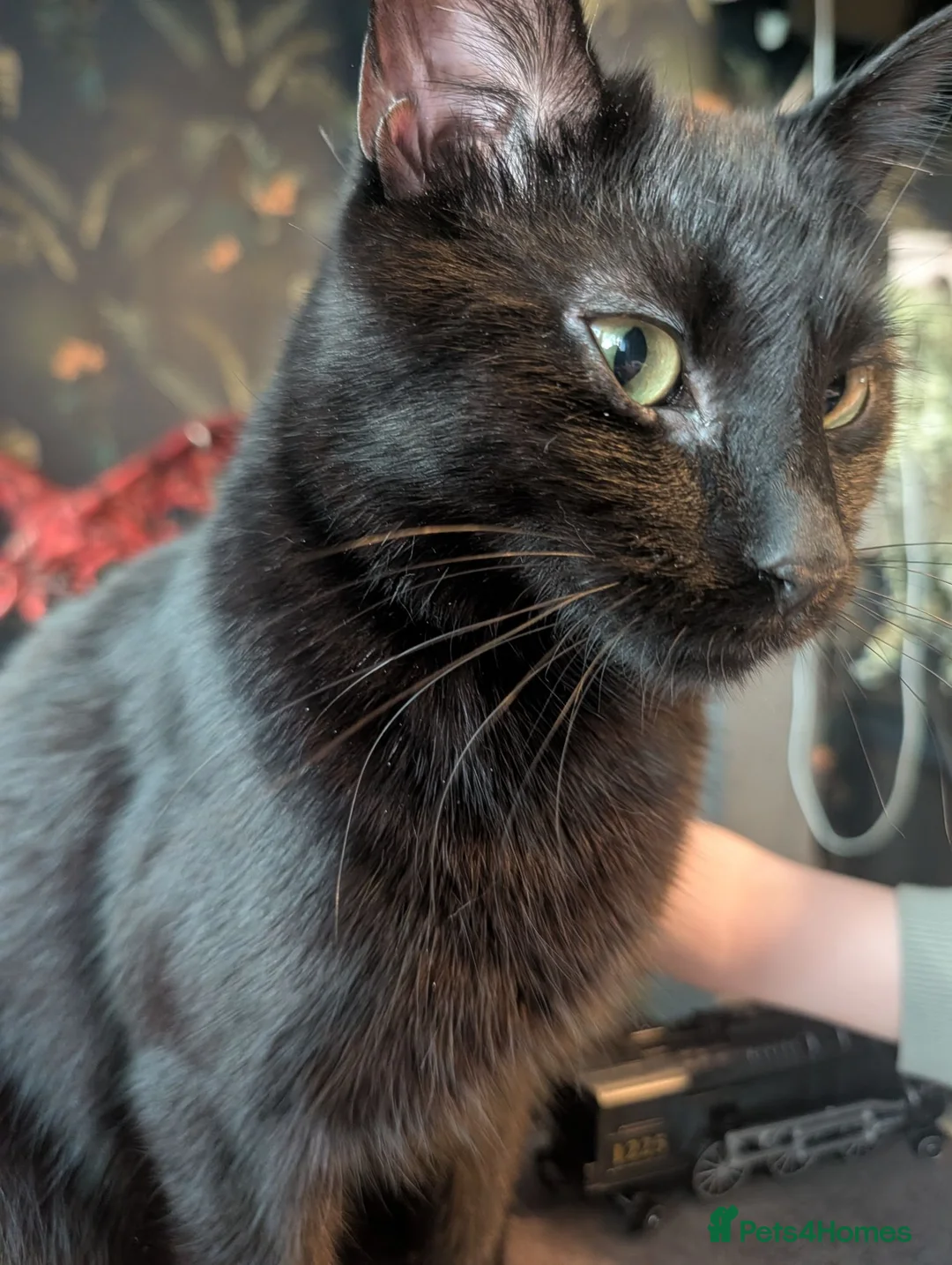 British Shorthair cats for sale: Selling my black cat due to moving  in Newark - Advert 1