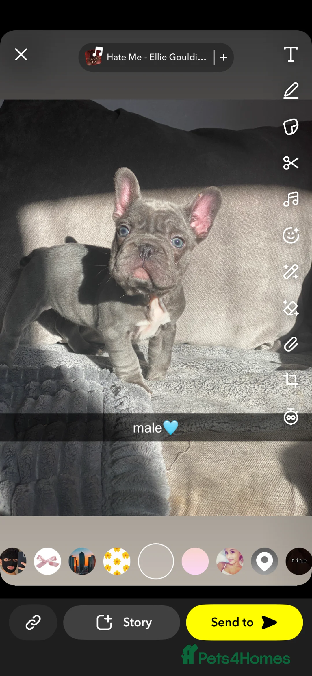 French Bulldog dogs for sale: RAREST CHAMPION FRENCHIES.  - Advert 1