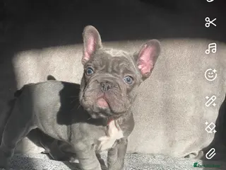 French Bulldog dogs RAREST CHAMPION FRENCHIES. - Advert 9