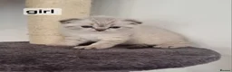 Scottish Fold cats for sale: Scottish straight and Scottish fold  in Barking - Advert 4