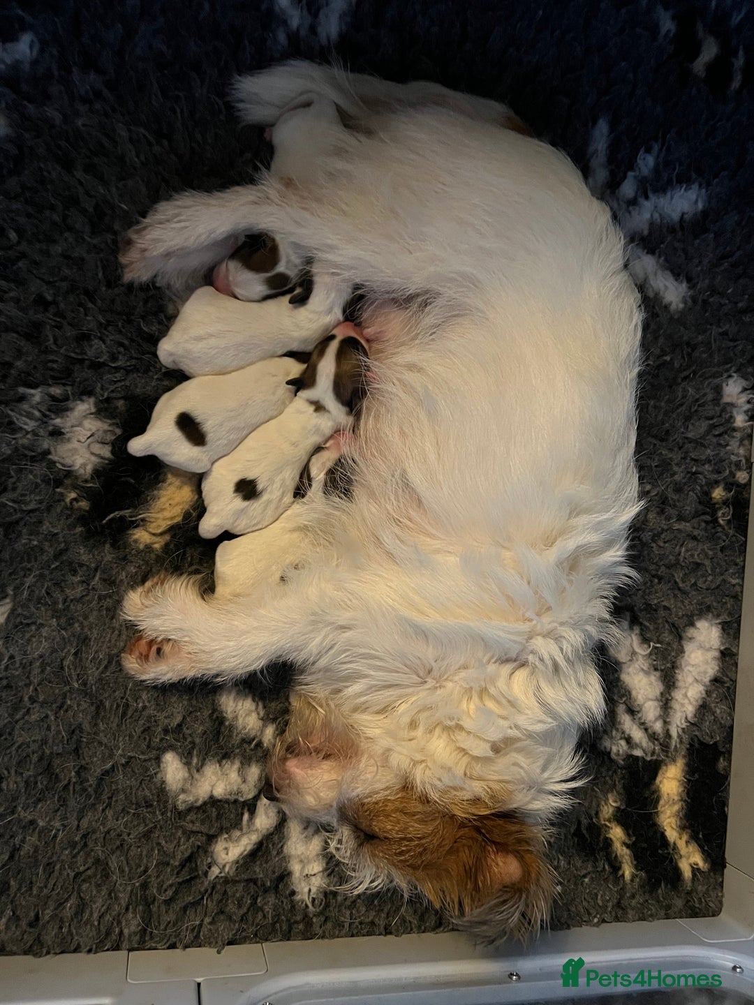 Jack Russell dogs for sale: KC registered  rough coated Jack Russell pups - Advert 5