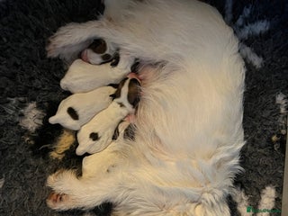 Jack Russell dogs KC registered Jack Russell pups - Advert 6