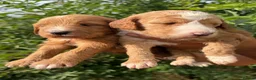 Australian Labradoodle dogs for sale: HEALTH TESTED AUSTRALIAN LABRADOODLE PUPPIES  - Advert 8