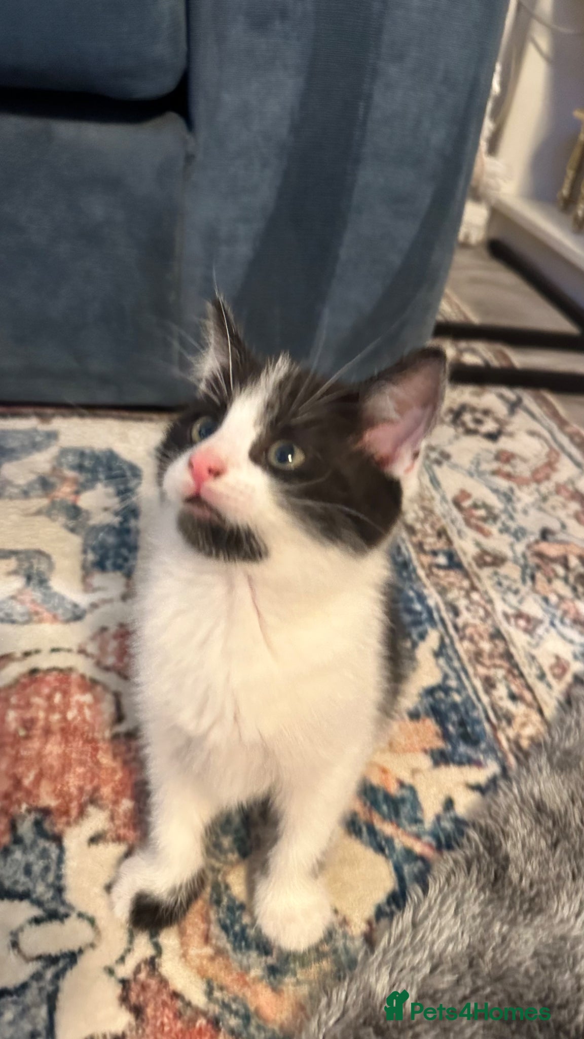 Domestic Shorthair cats Stunning litter off kittens - Advert 2