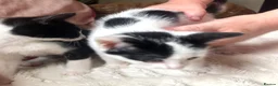 Domestic Shorthair cats for sale: Black and white domestic short hair boy kittens in Buxton - Advert 3