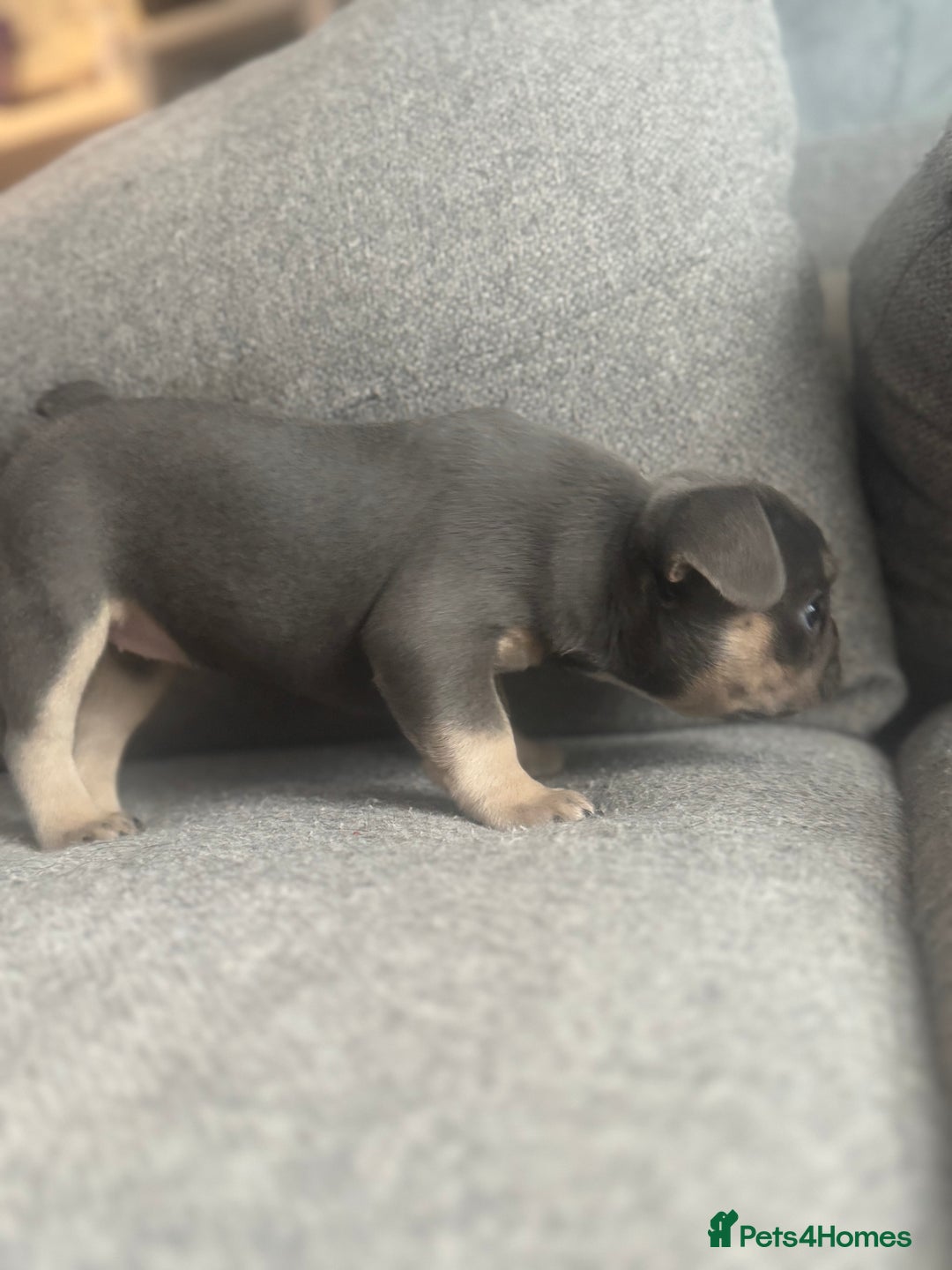 French Bulldog dogs for sale: French Bulldog Puppies - Advert 5