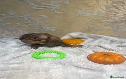 Dachshund dogs for sale: Dachshund Miniature  - Image 33