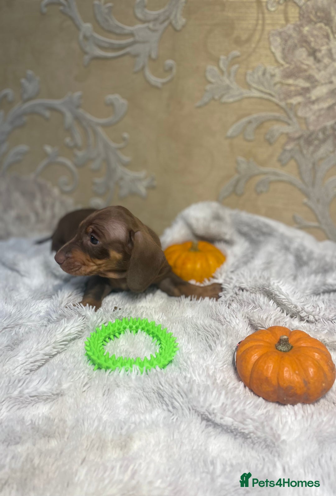 Dachshund dogs for sale: Dachshund Miniature  - Image 33