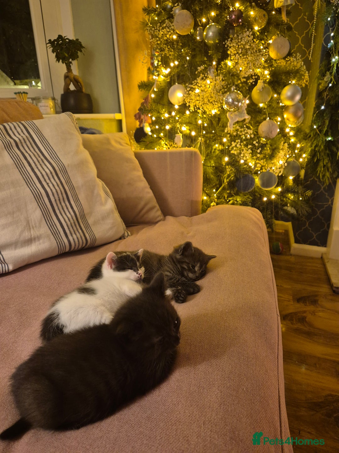 Mixed Breed cats for sale: 9 week old kittens both boys. Black & white/black - Advert 11