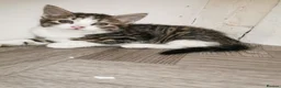 Norwegian Forest Cat cats for sale: For sale// Ready for collection - Advert 25