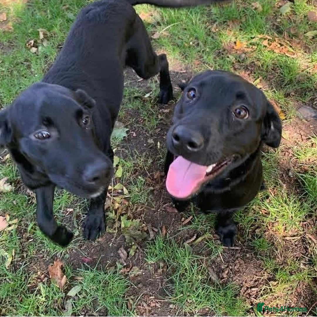 Goldador dogs for sale: Goldador for sale  - Advert 6