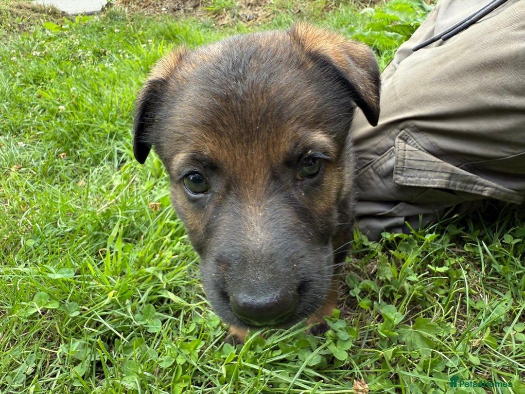 German Shepherd dogs for sale: Germany 🇩🇪 shepherd puppies dogs 🐕 big boned - Image 14