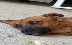 Mixed Breed dogs for sale: Major🖤 - Image 1