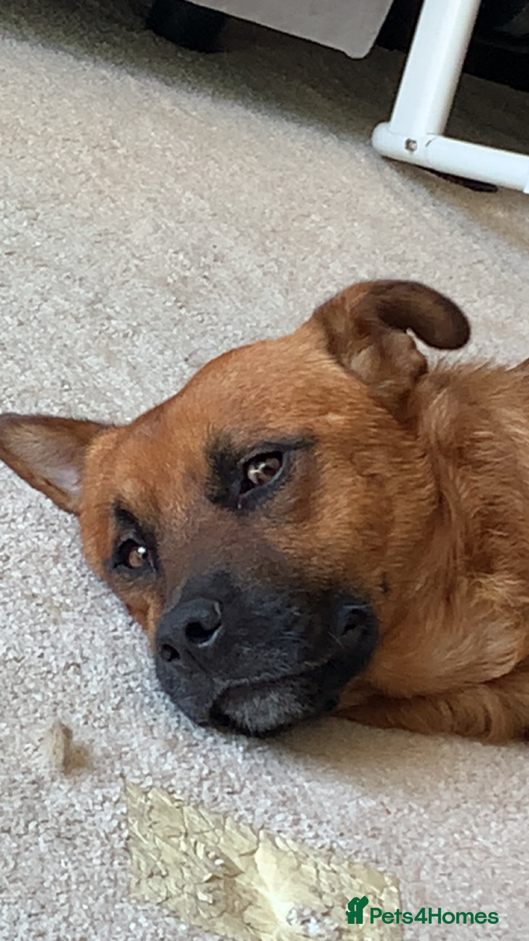 Mixed Breed dogs for sale: Major🖤 - Image 1