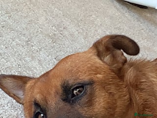 Mixed Breed dogs Major🖤 - Advert 15