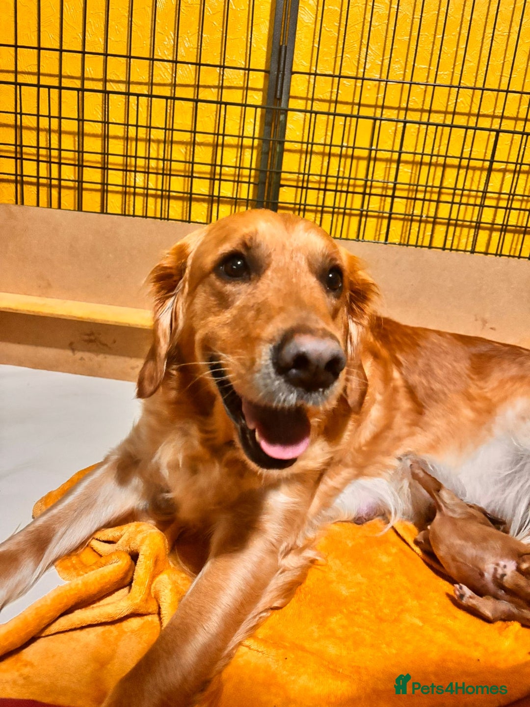 Mini Goldendoodle dogs for sale: ✨Stunning Red/Bronze Golden Doodle Pups ✨ - Advert 3