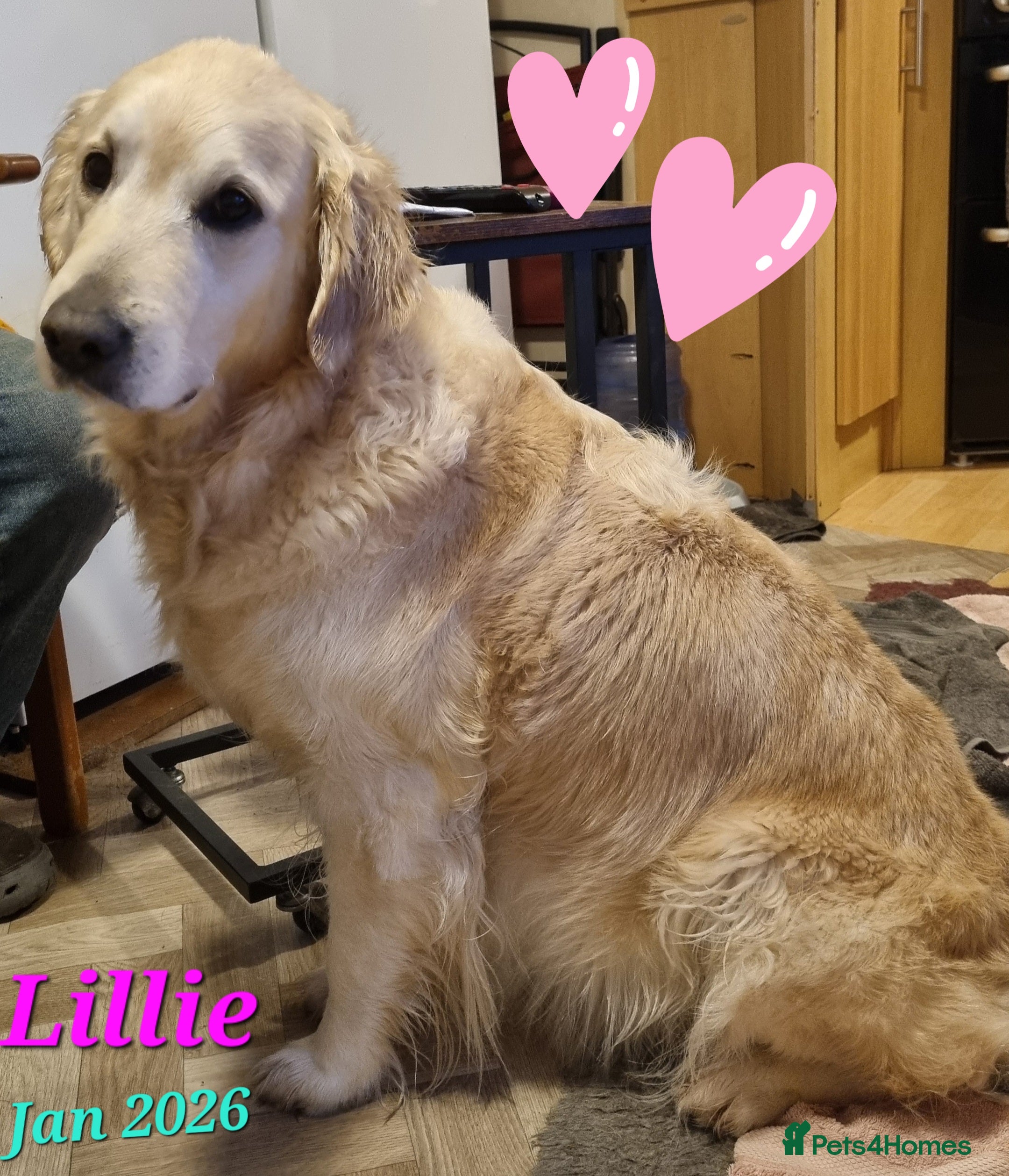 Golden Retriever dogs Golden Retriever Pups-FULLY HEALTH TESTED PARENTS  - Advert 1