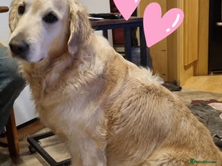 Golden Retriever dogs Golden Retriever Pups-FULLY HEALTH TESTED PARENTS - Advert 6